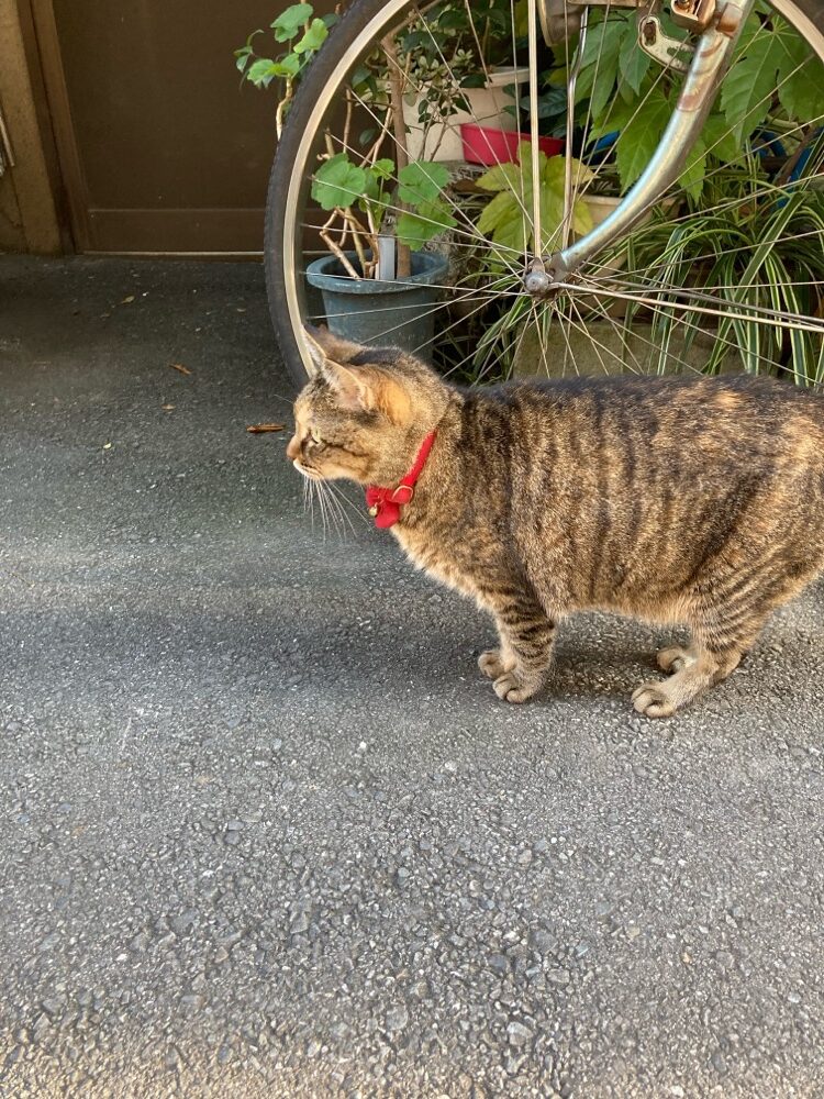 今日の主役のろく