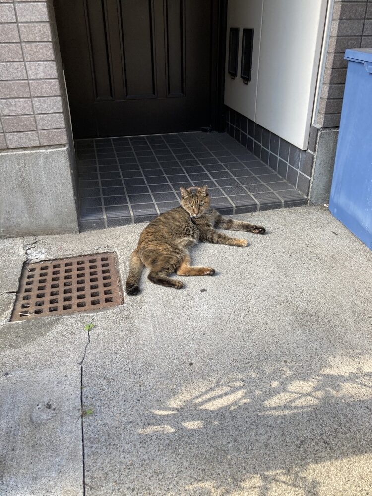 商店街の猫